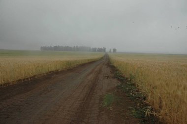 Kuzey Arjantin 'deki altın buğday tarlaları