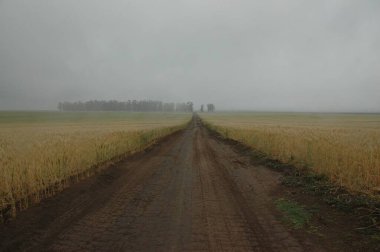 Kuzey Arjantin 'deki altın buğday tarlaları
