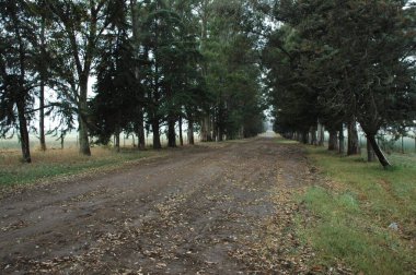 Kuzey Arjantin 'deki altın buğday tarlaları