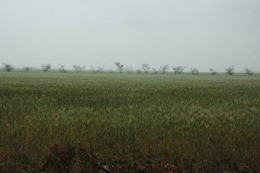Kuzey Arjantin 'deki altın buğday tarlaları