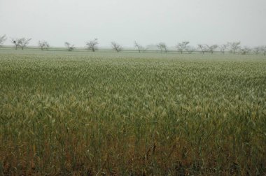 Kuzey Arjantin 'deki altın buğday tarlaları