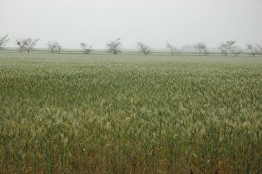 Kuzey Arjantin 'deki altın buğday tarlaları