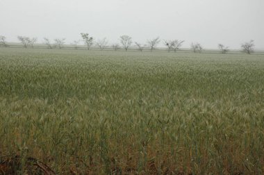 Kuzey Arjantin 'deki altın buğday tarlaları