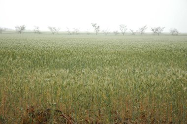 Kuzey Arjantin 'deki altın buğday tarlaları