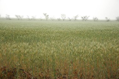 Kuzey Arjantin 'deki altın buğday tarlaları