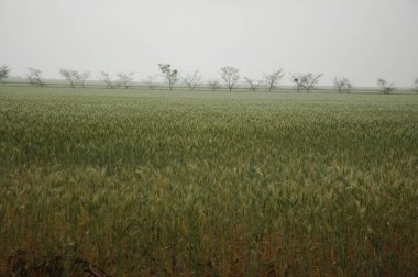 Kuzey Arjantin 'deki altın buğday tarlaları