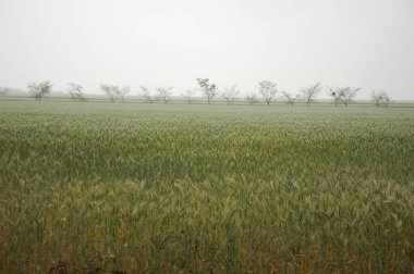 Kuzey Arjantin 'deki altın buğday tarlaları