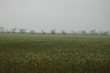 Kuzey Arjantin 'deki altın buğday tarlaları