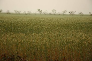 Kuzey Arjantin 'deki altın buğday tarlaları