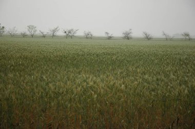 Kuzey Arjantin 'deki altın buğday tarlaları