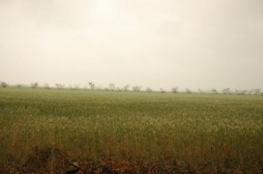 Kuzey Arjantin 'deki altın buğday tarlaları