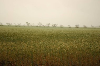 Kuzey Arjantin 'deki altın buğday tarlaları