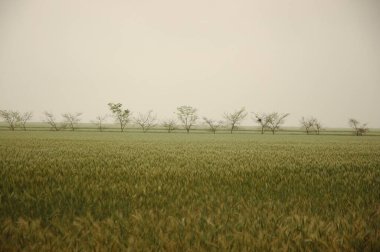 Kuzey Arjantin 'deki altın buğday tarlaları