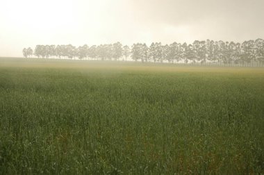 Kuzey Arjantin 'deki altın buğday tarlaları