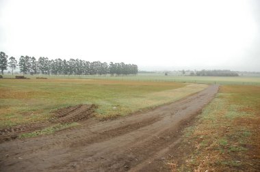 Kuzey Arjantin 'deki altın buğday tarlaları