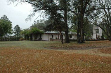 Kuzey Arjantin 'deki altın buğday tarlaları