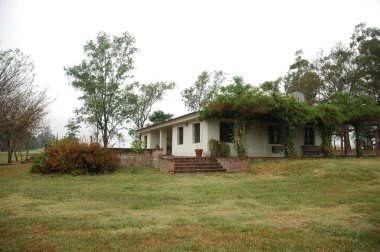 Kuzey Arjantin 'deki altın buğday tarlaları