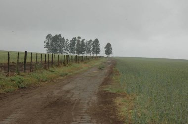 Kuzey Arjantin 'deki altın buğday tarlaları