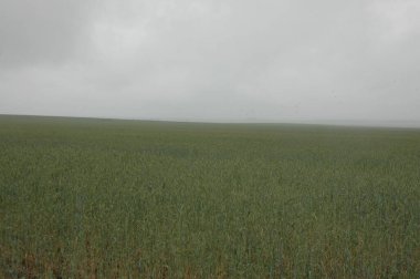 Kuzey Arjantin 'deki altın buğday tarlaları