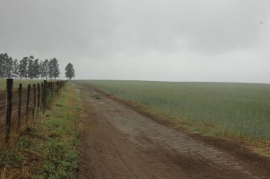 Kuzey Arjantin 'deki altın buğday tarlaları