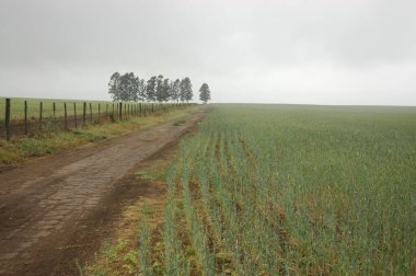 Kuzey Arjantin 'deki altın buğday tarlaları