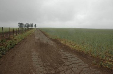 Kuzey Arjantin 'deki altın buğday tarlaları