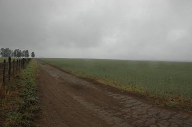 Kuzey Arjantin 'deki altın buğday tarlaları