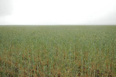 Kuzey Arjantin 'deki altın buğday tarlaları