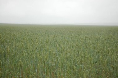 Kuzey Arjantin 'deki altın buğday tarlaları