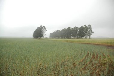 Kuzey Arjantin 'deki altın buğday tarlaları