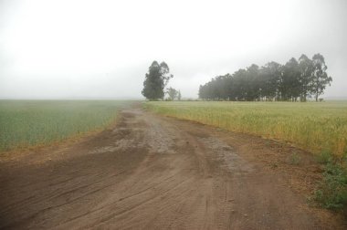 Kuzey Arjantin 'deki altın buğday tarlaları