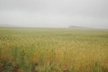 Kuzey Arjantin 'deki altın buğday tarlaları