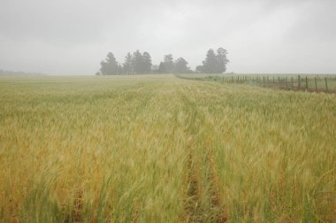 Kuzey Arjantin 'deki altın buğday tarlaları