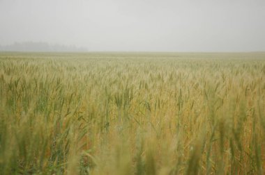 Kuzey Arjantin 'deki altın buğday tarlaları