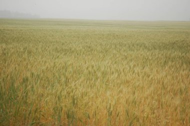 Kuzey Arjantin 'deki altın buğday tarlaları