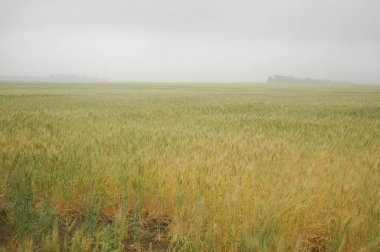 Kuzey Arjantin 'deki altın buğday tarlaları