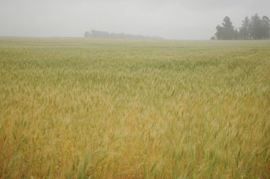 Kuzey Arjantin 'deki altın buğday tarlaları