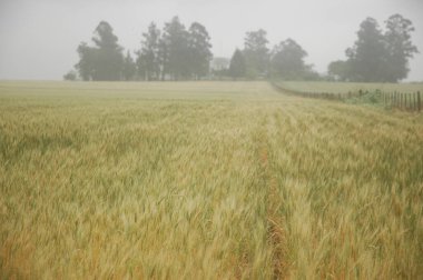 Kuzey Arjantin 'deki altın buğday tarlaları