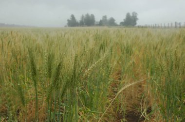 Kuzey Arjantin 'deki altın buğday tarlaları