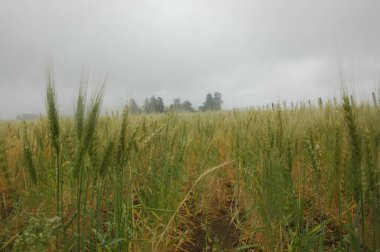 Kuzey Arjantin 'deki altın buğday tarlaları