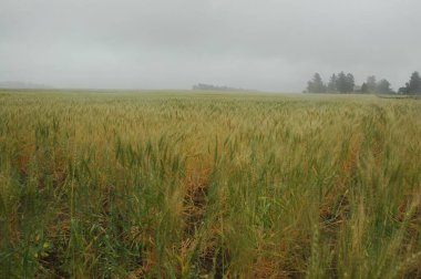 Kuzey Arjantin 'deki altın buğday tarlaları
