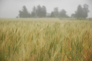 Kuzey Arjantin 'deki altın buğday tarlaları