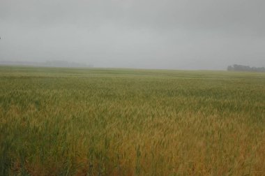 Kuzey Arjantin 'deki altın buğday tarlaları