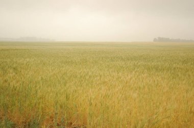 Kuzey Arjantin 'deki altın buğday tarlaları