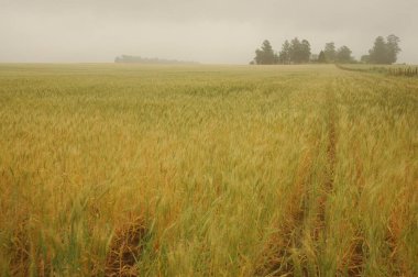 Kuzey Arjantin 'deki altın buğday tarlaları