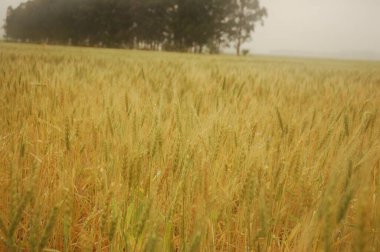 Kuzey Arjantin 'deki altın buğday tarlaları