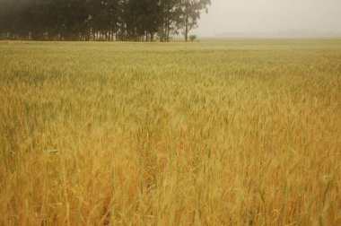 Kuzey Arjantin 'deki altın buğday tarlaları