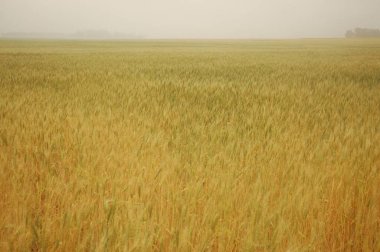 Kuzey Arjantin 'deki altın buğday tarlaları