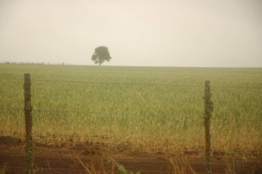 Kuzey Arjantin 'deki altın buğday tarlaları
