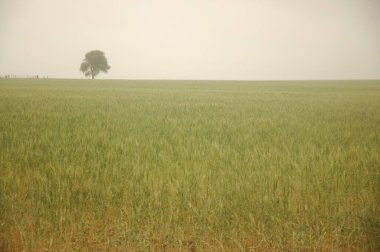 Kuzey Arjantin 'deki altın buğday tarlaları